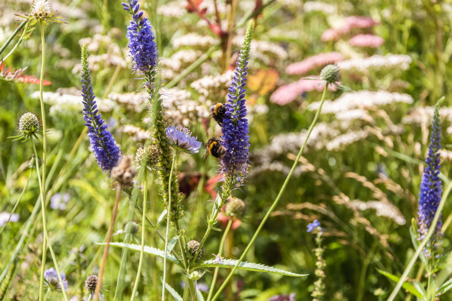 Wild flowers and bees.