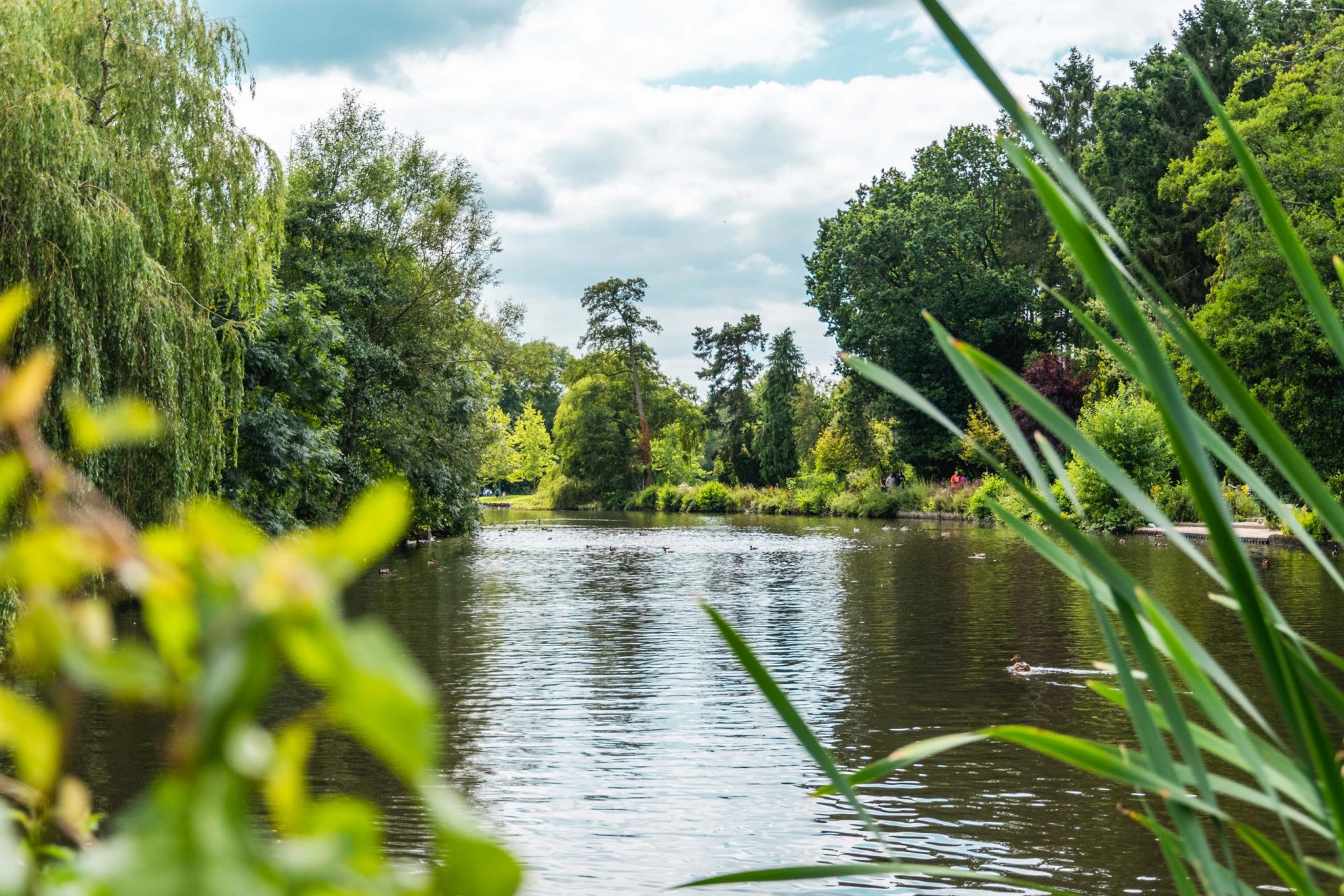 View of the lake through plants.