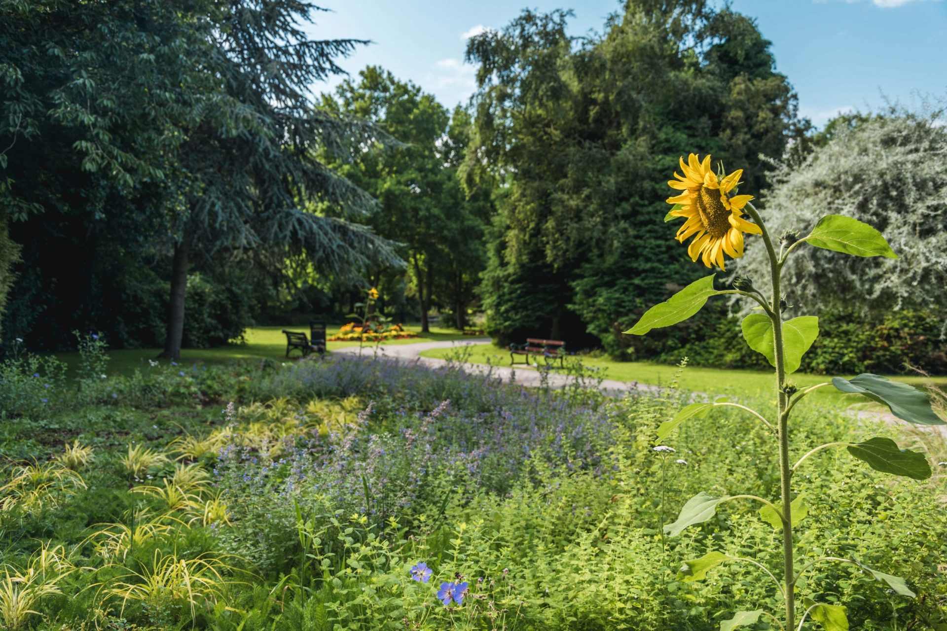 Solihull green space.